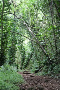 Manoa Hiking Trail 2w