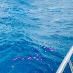 海に浮かぶ花_ハワイでの散骨