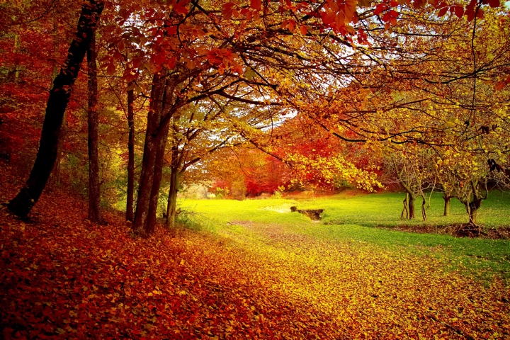 紅葉 ― 色鮮やかな紅葉のメカニズム 日本の 紅葉狩りの 文化と歴史 - 日刊サンWEB